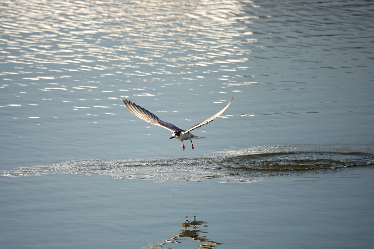Little Tern - ML646122158