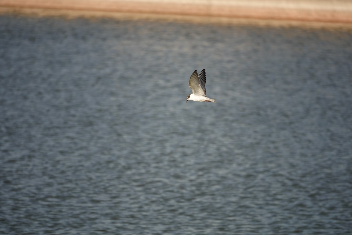 Little Tern - ML646122159
