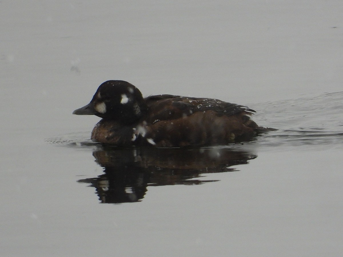 Harlequin Duck - ML646122162