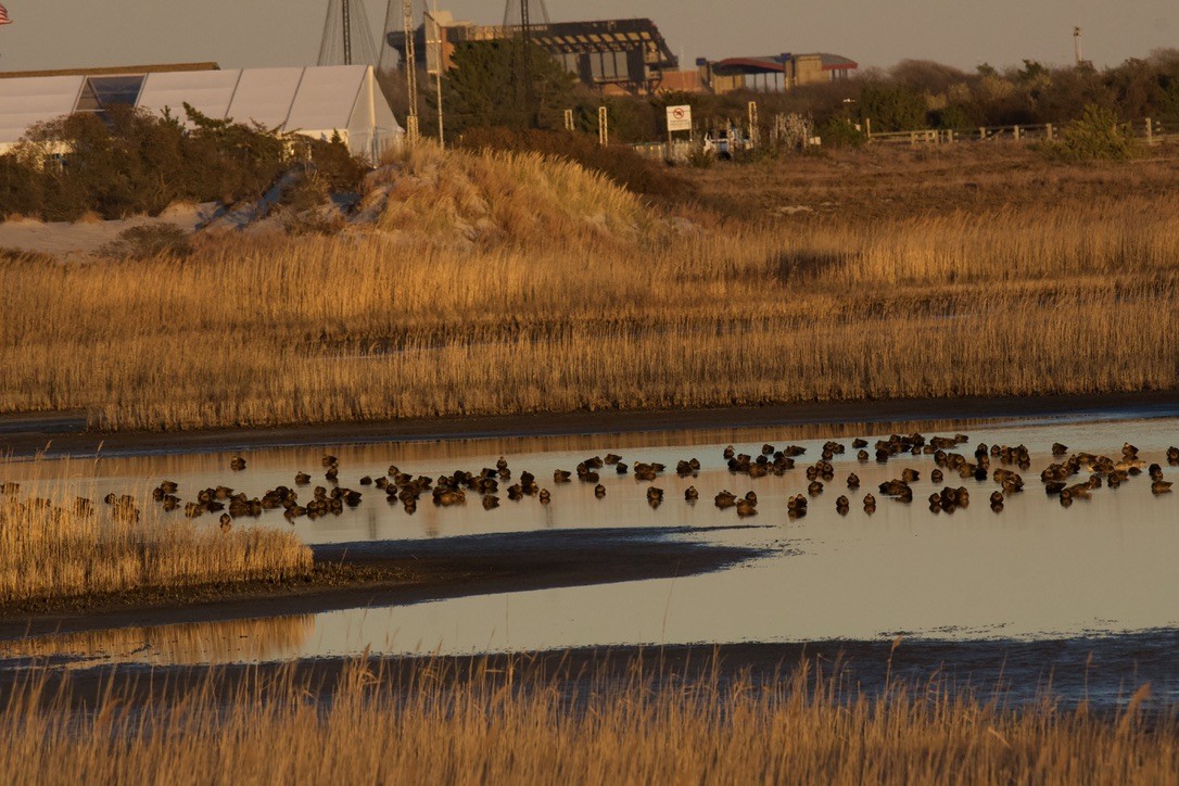 American Black Duck - ML646122165