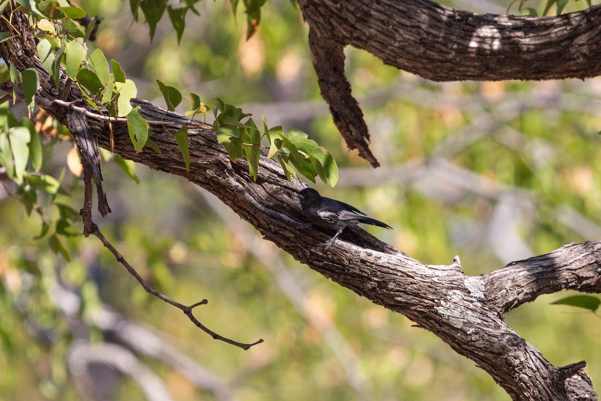 sýkora černá - ML646122166