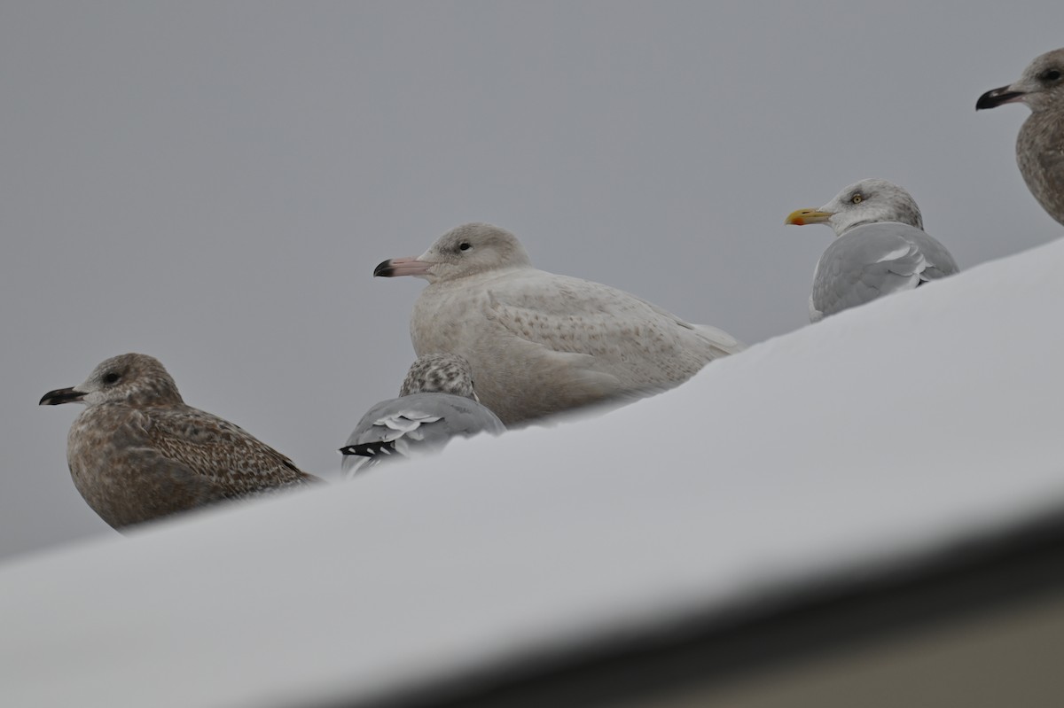 Glaucous Gull - ML646122171