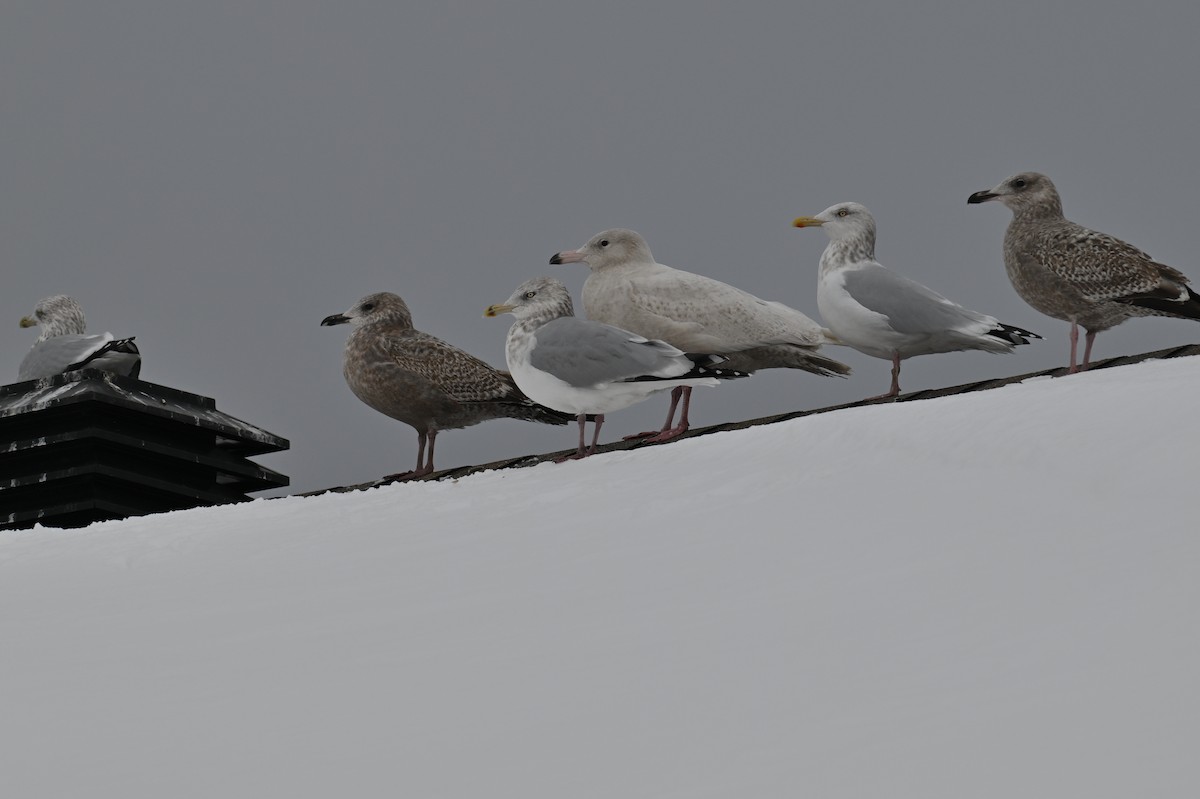 Glaucous Gull - ML646122172