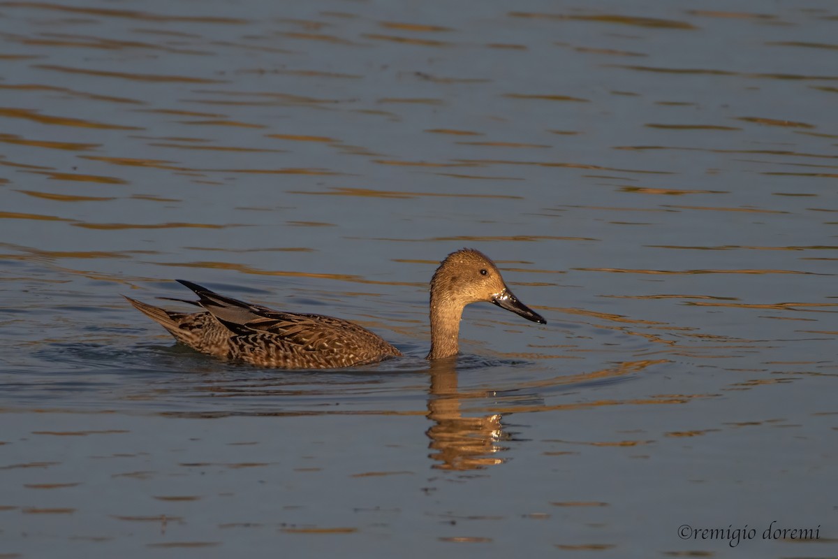 Northern Pintail - ML646122176