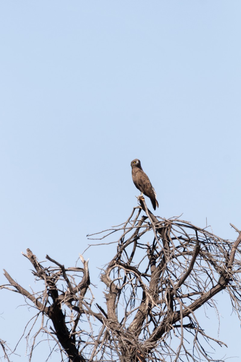 Brown Snake-Eagle - ML646122184