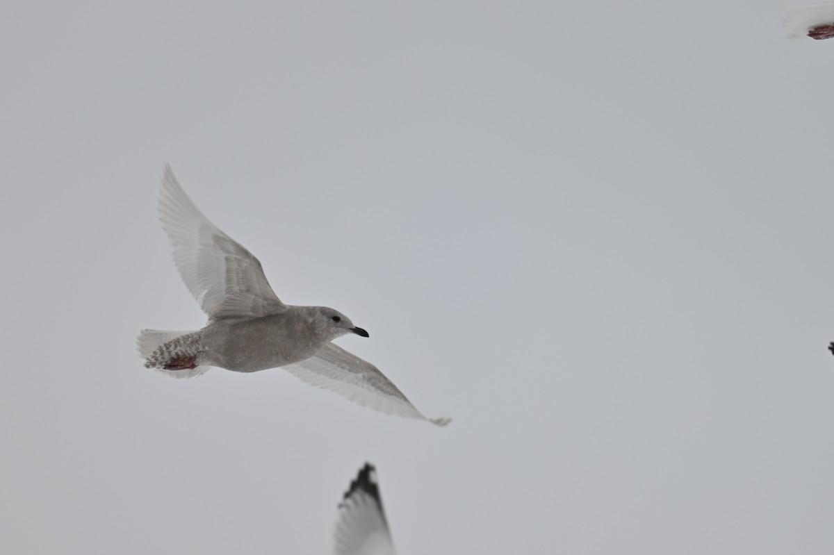 Iceland Gull - ML646122185