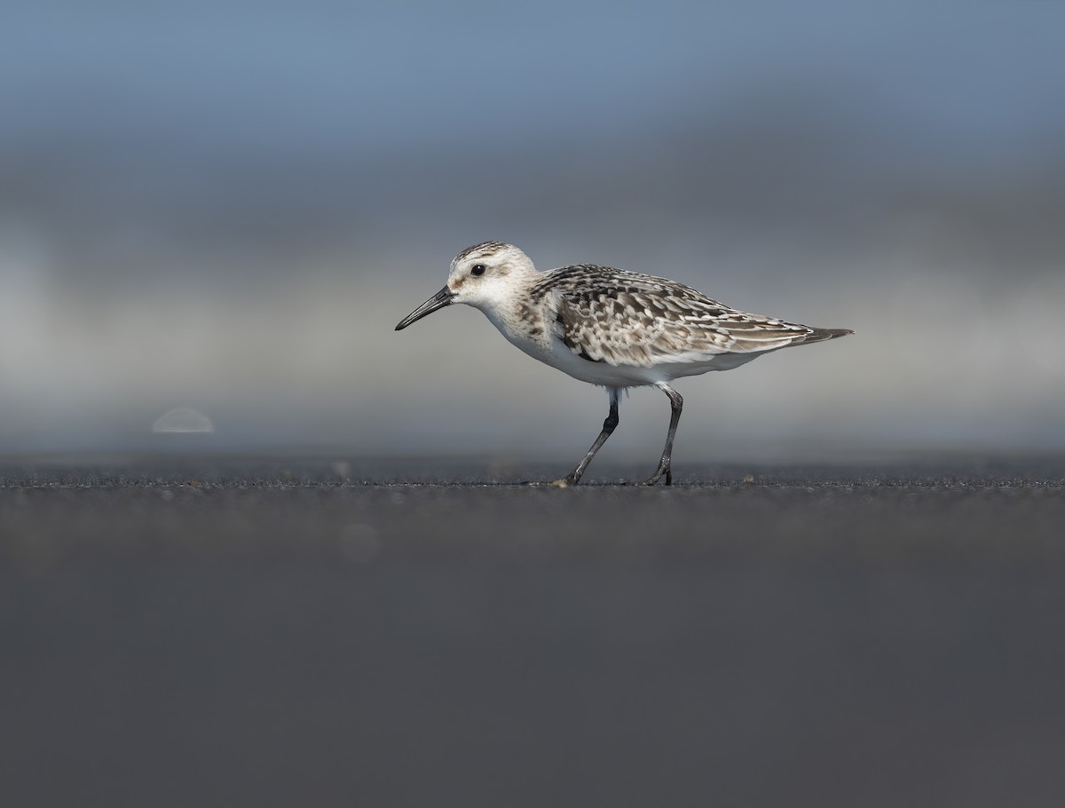 jespák písečný - ML646122186