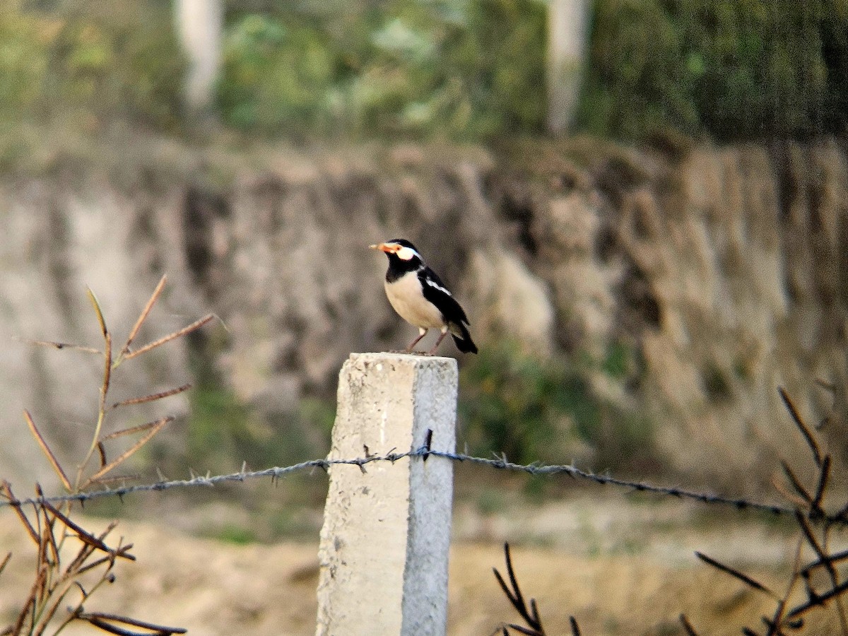 印度鵲椋鳥 - ML646122188