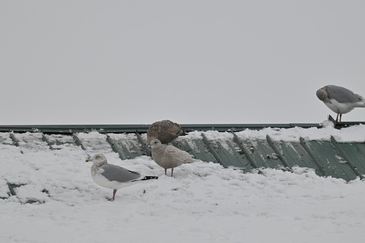 Iceland Gull - ML646122189