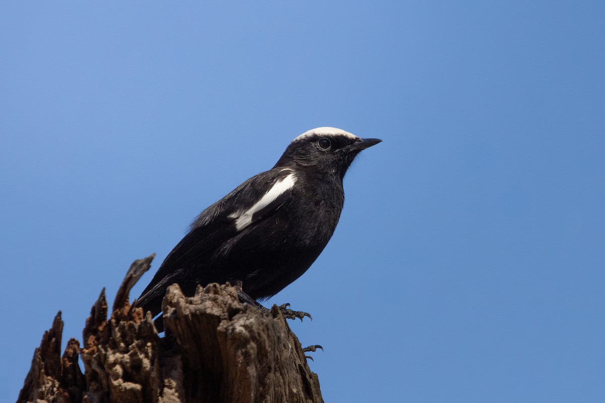 Arnot's Chat - ML646122190