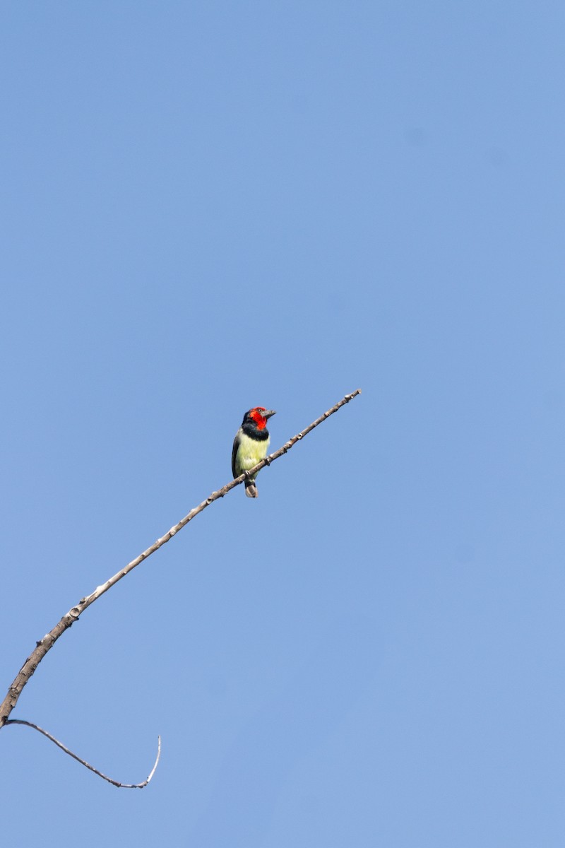 Black-collared Barbet - ML646122196