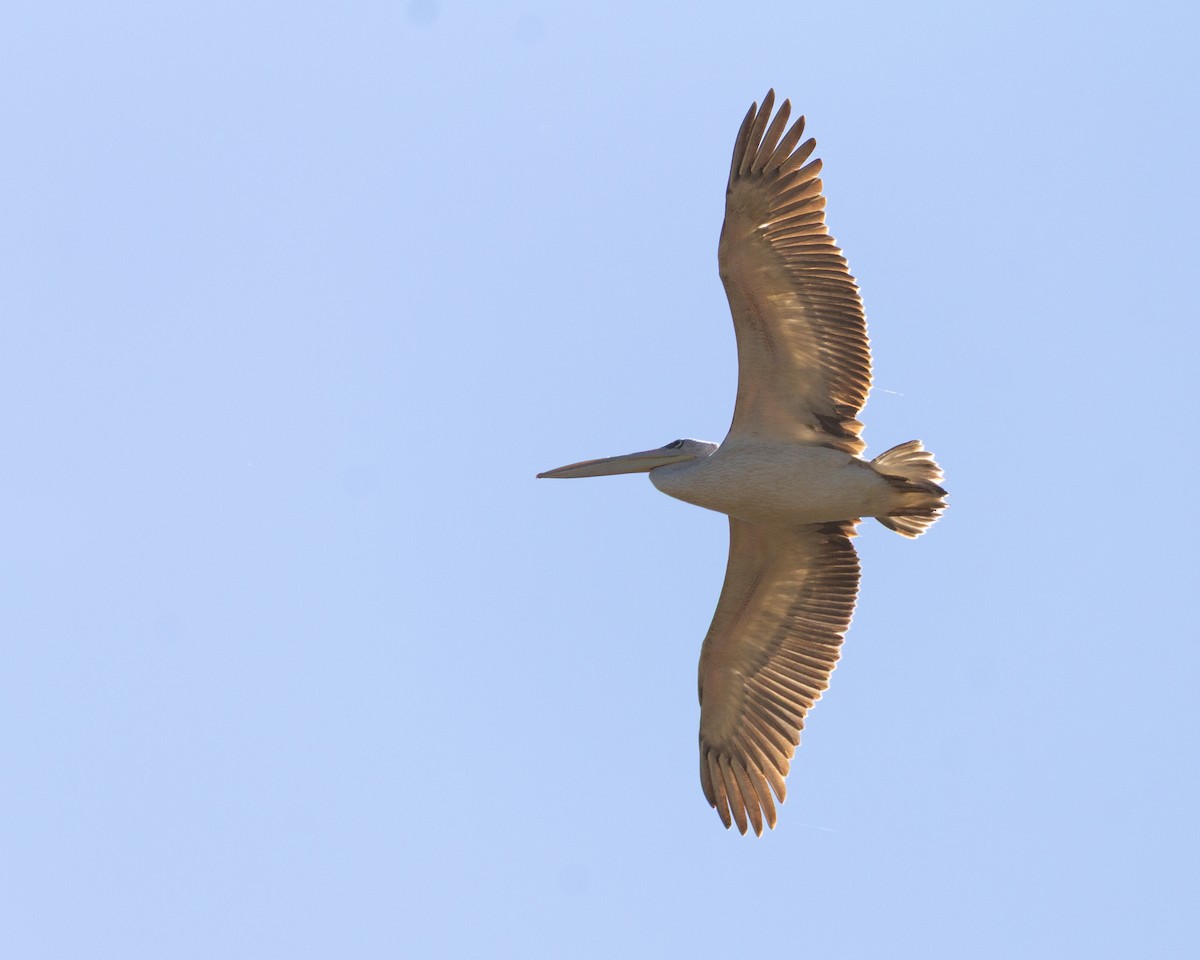Pink-backed Pelican - ML646122200