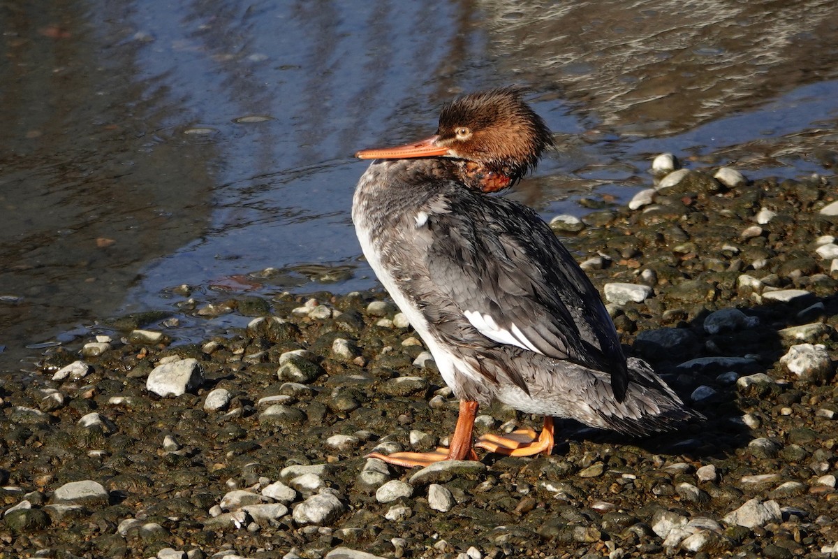 Крех середній - ML646122202