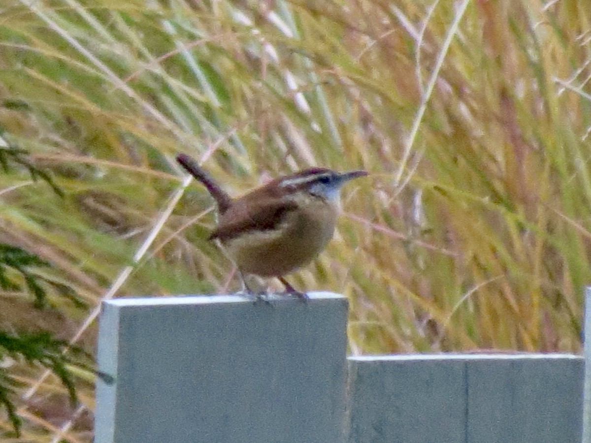 Поплітник каролінський - ML646122207