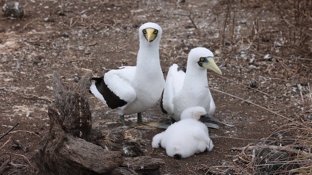Сула жовтодзьоба - ML646122218