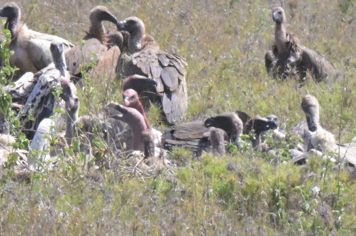 White-backed Vulture - ML646122220