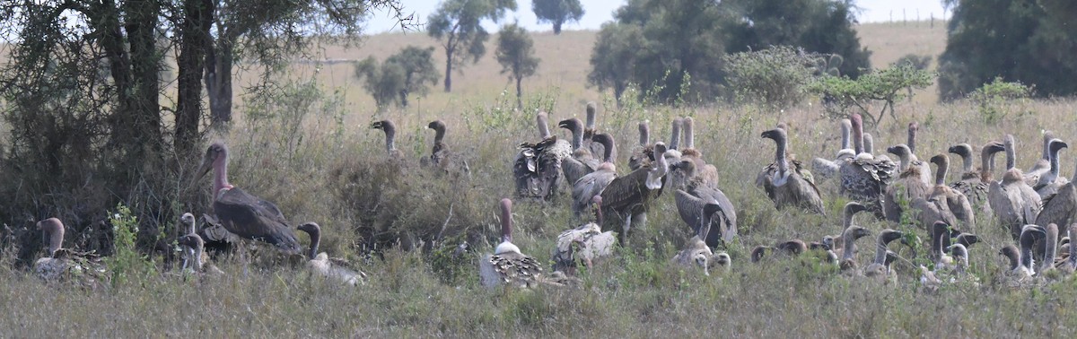White-backed Vulture - ML646122221