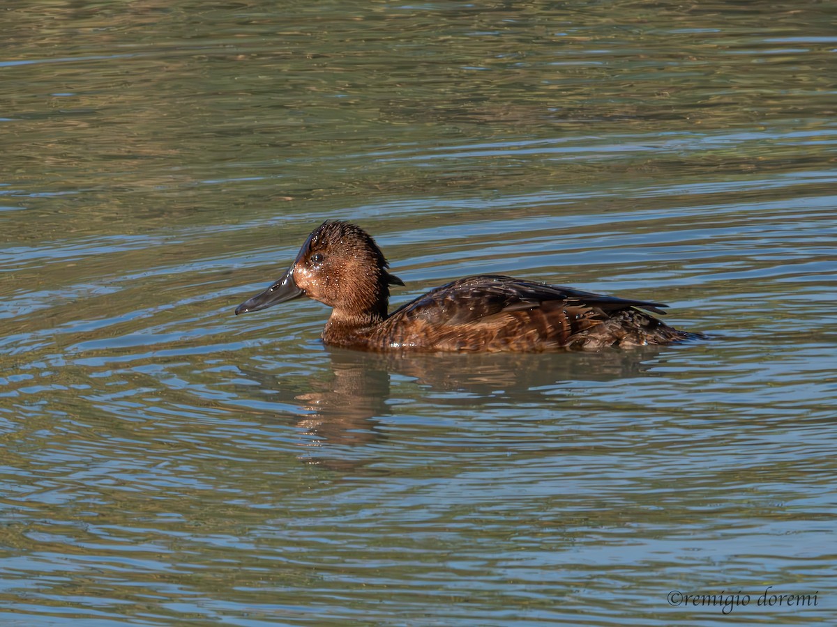 Tufted Duck - ML646122222