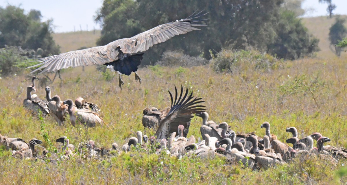 White-backed Vulture - ML646122224