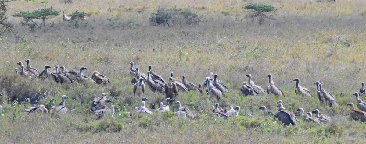 White-backed Vulture - ML646122225