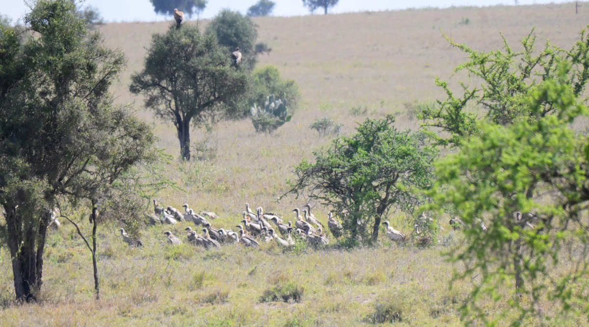 White-backed Vulture - ML646122226