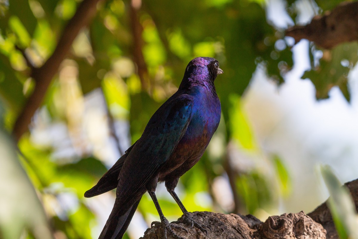 Meves's Starling - ML646122227