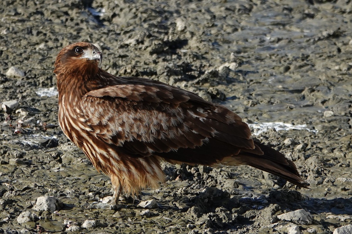 Шуліка чорний - ML646122232