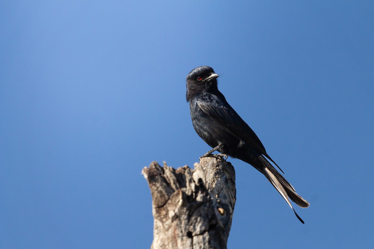 Fork-tailed Drongo - ML646122233