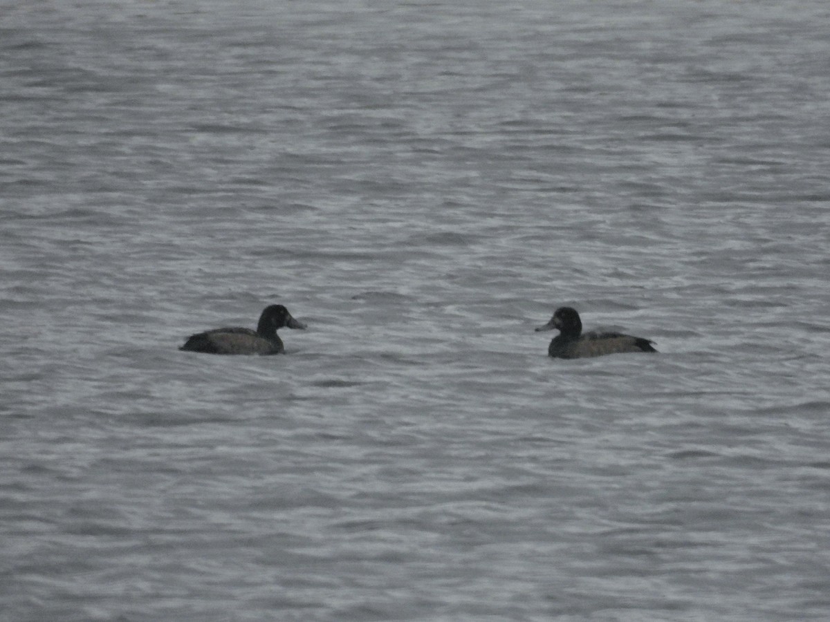 Greater Scaup - ML646122234