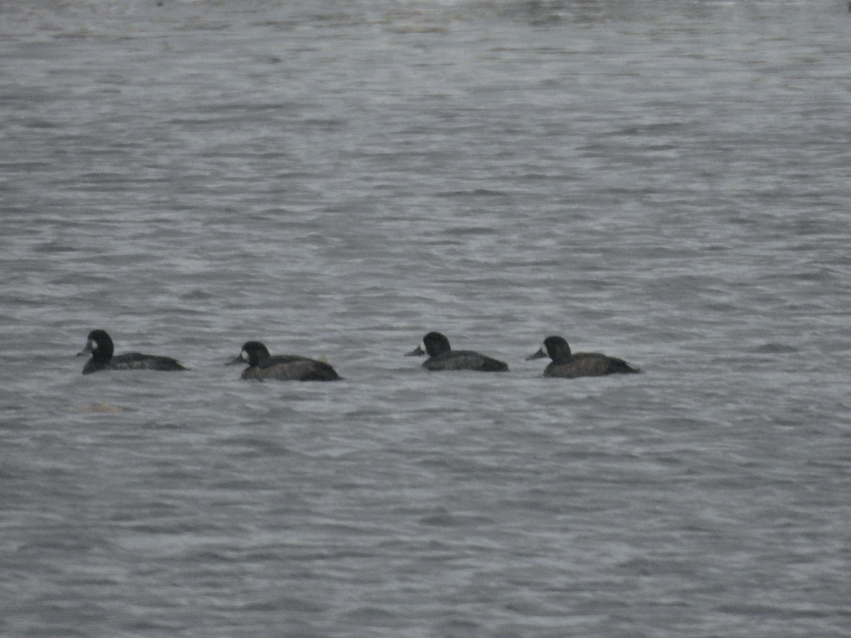Greater Scaup - ML646122235