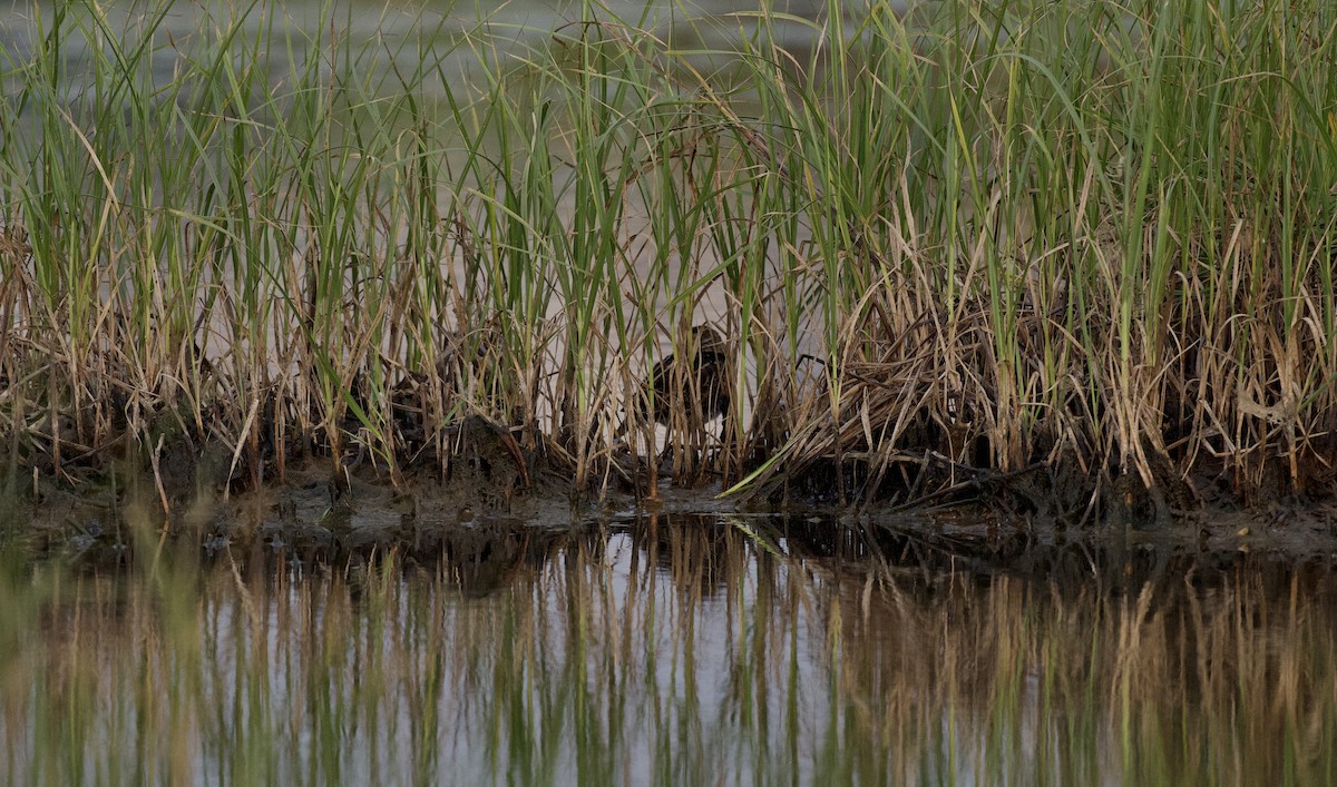 Common Snipe - ML646122236