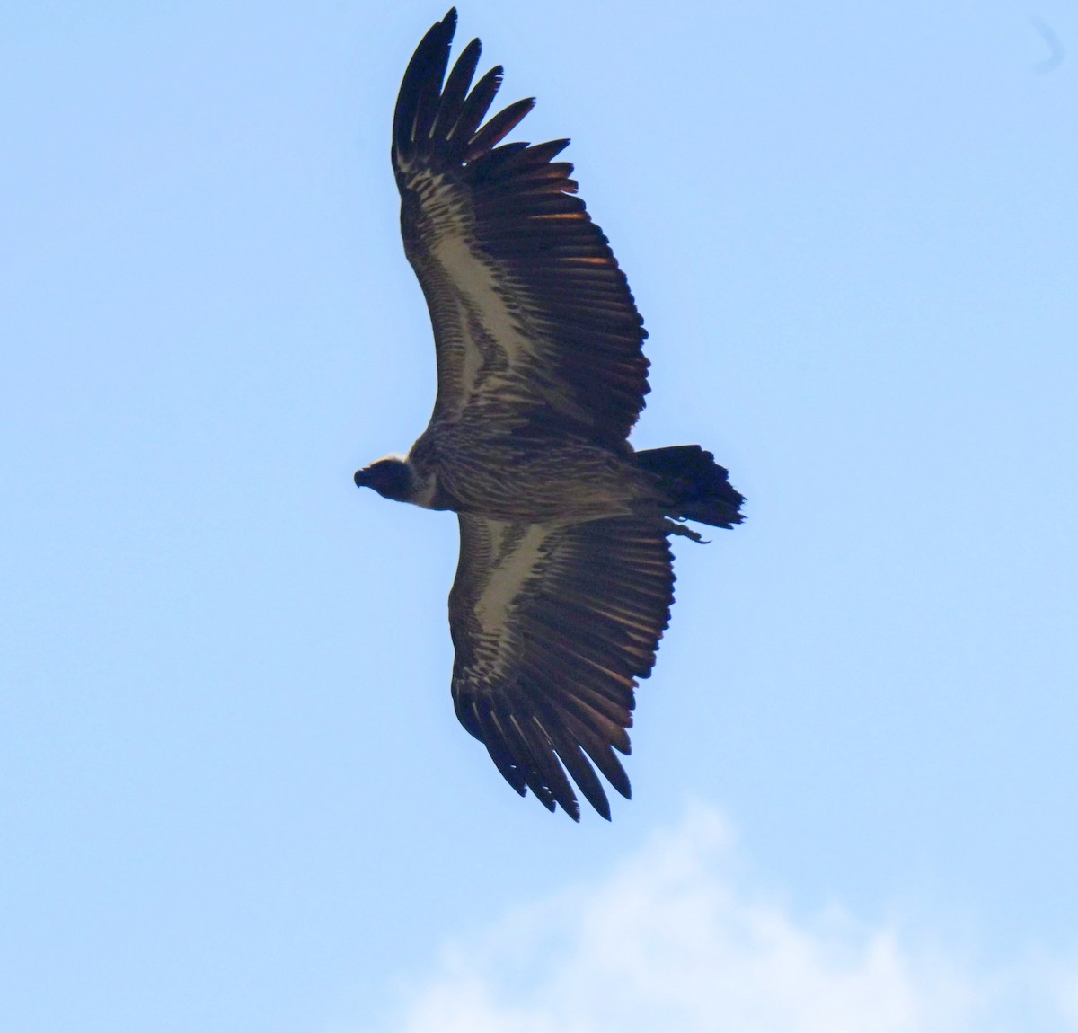White-backed Vulture - ML646122249