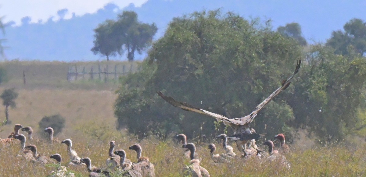 White-backed Vulture - ML646122250