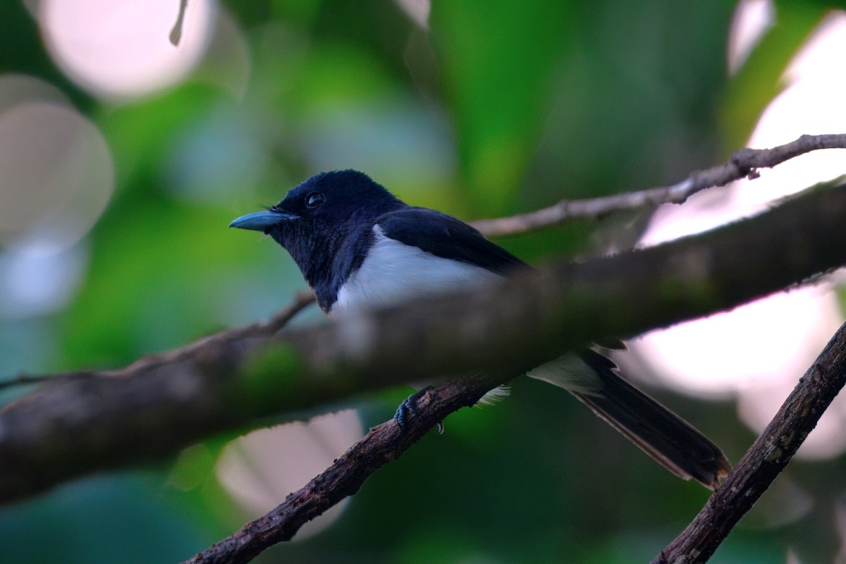Steel-blue Flycatcher - ML646122252