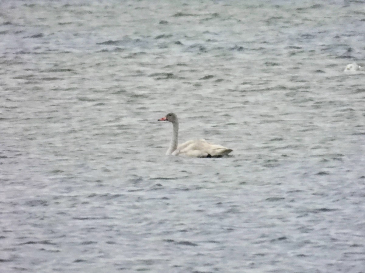 Tundra Swan - ML646122253