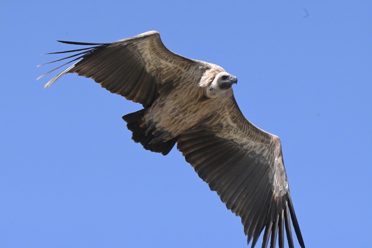 White-backed Vulture - ML646122254
