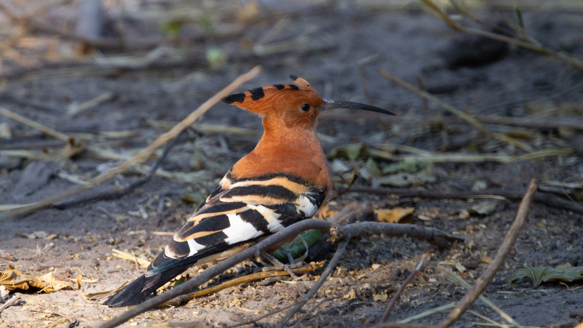 Common Hoopoe - ML646122255