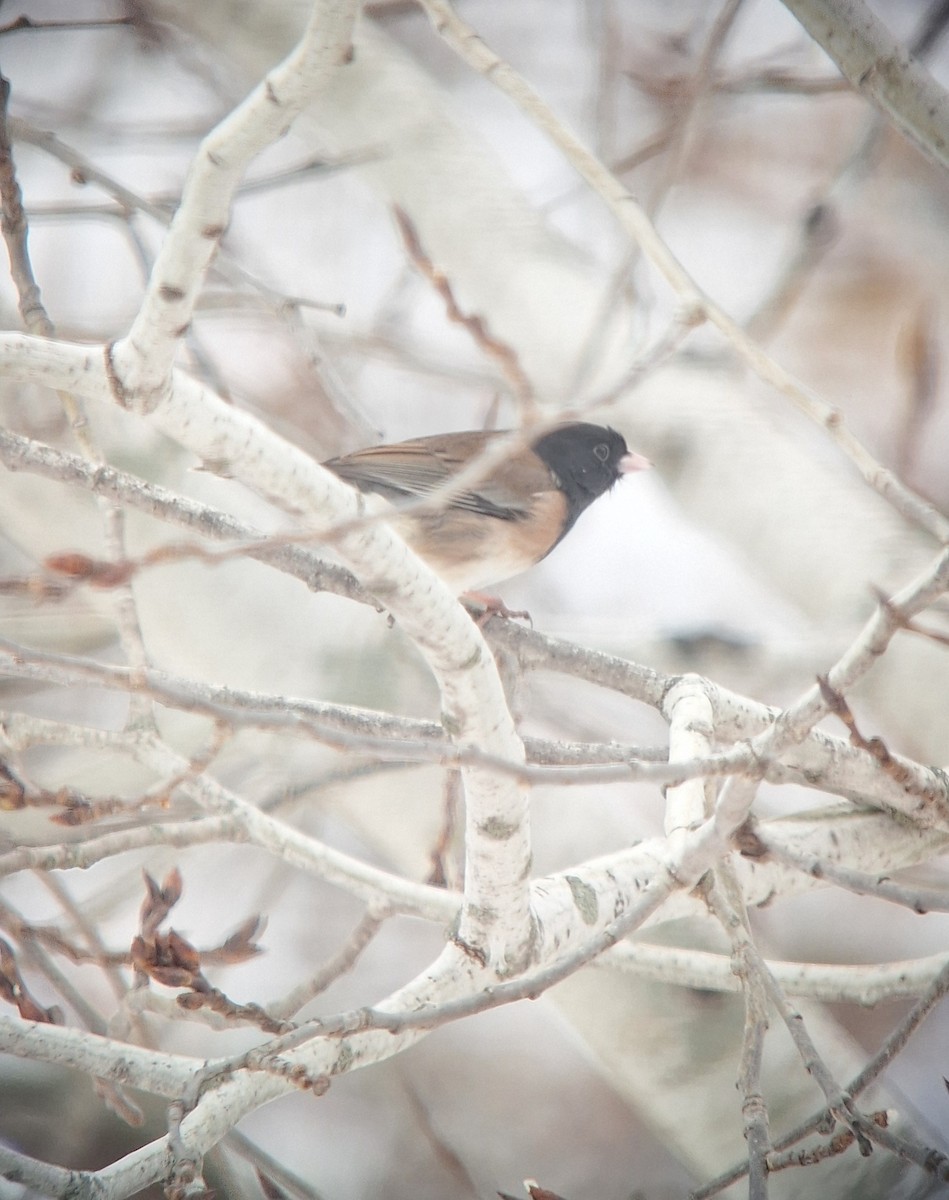 Dark-eyed Junco - ML646122256