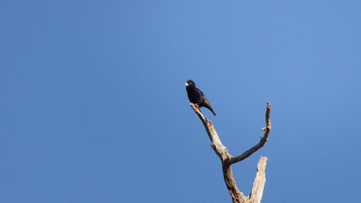 Village Indigobird - ML646122261