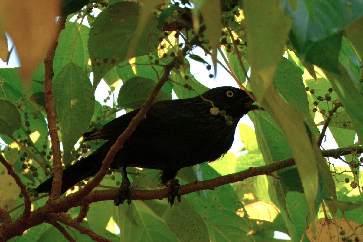Brown-winged Starling - ML646122267