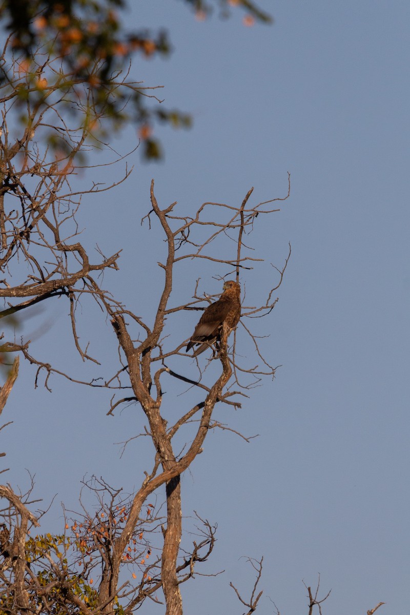 Bateleur - ML646122269