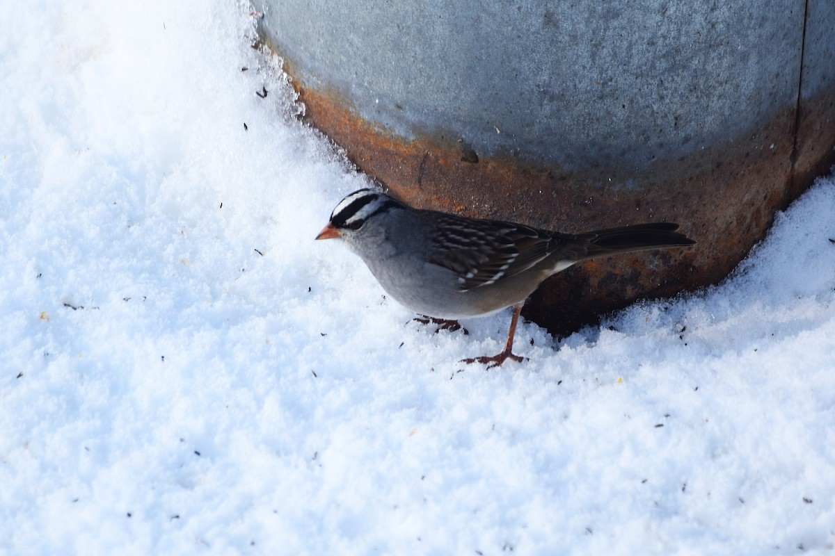White-crowned Sparrow - ML646122273