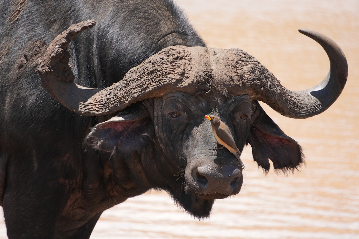 Yellow-billed Oxpecker - ML646122274