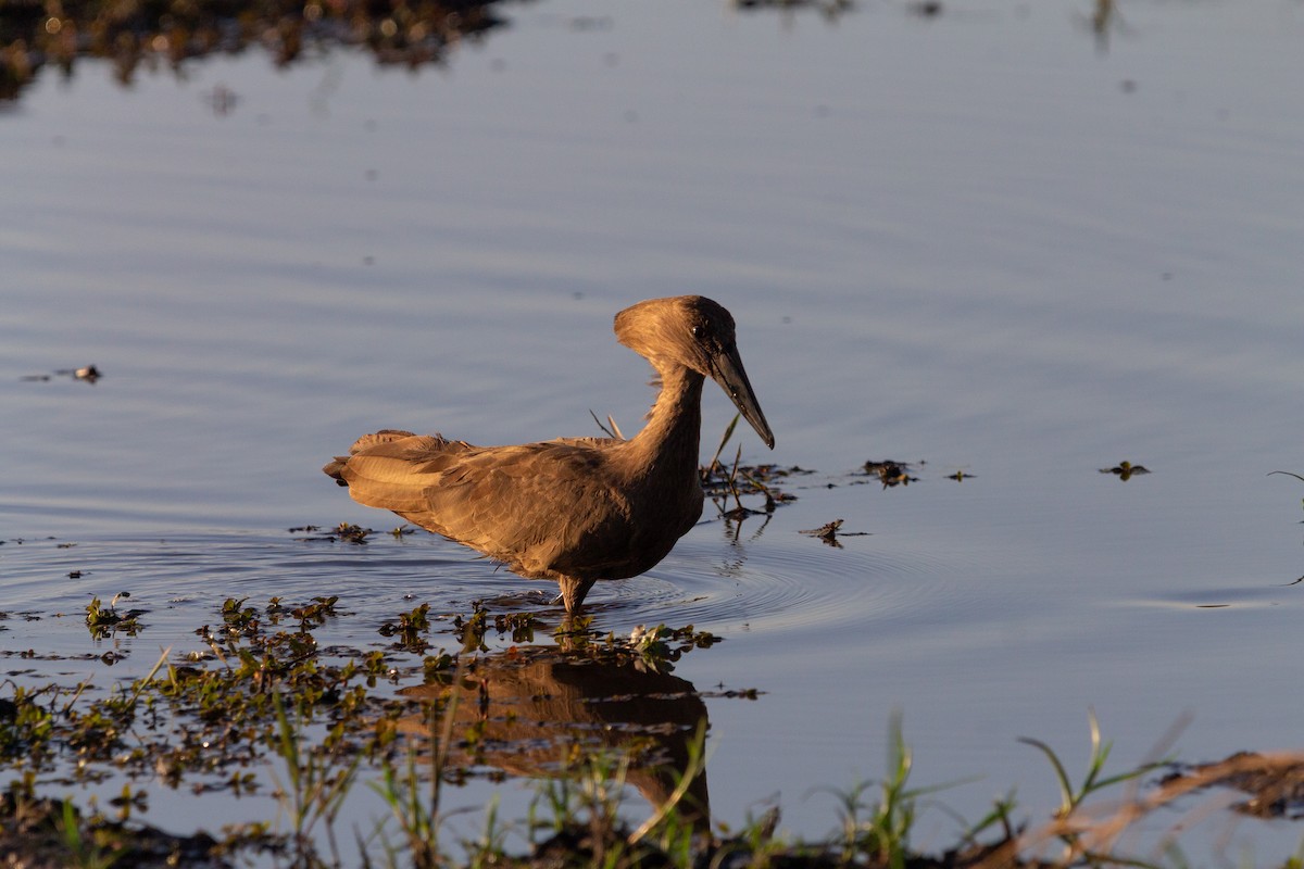 Hamerkop - ML646122276