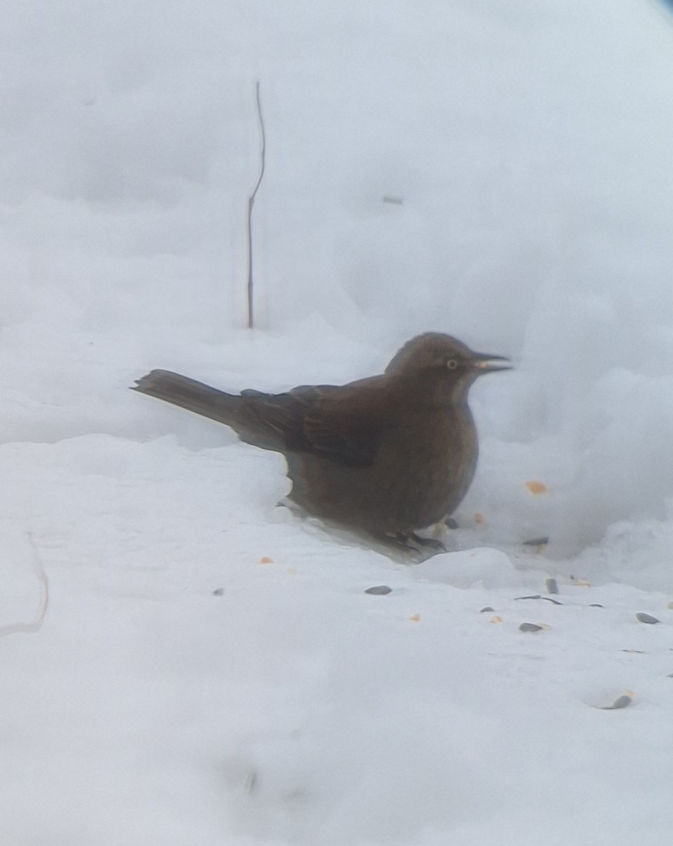 Rusty Blackbird - ML646122278