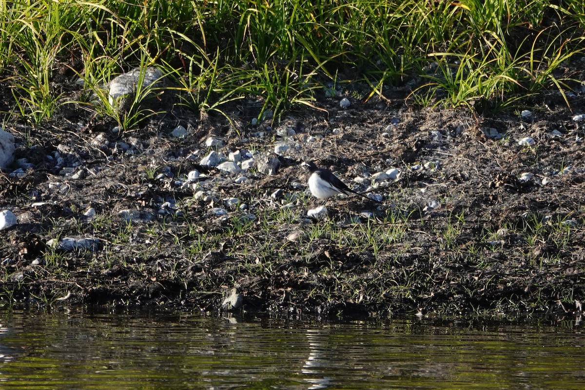 Плиска японська - ML646122282