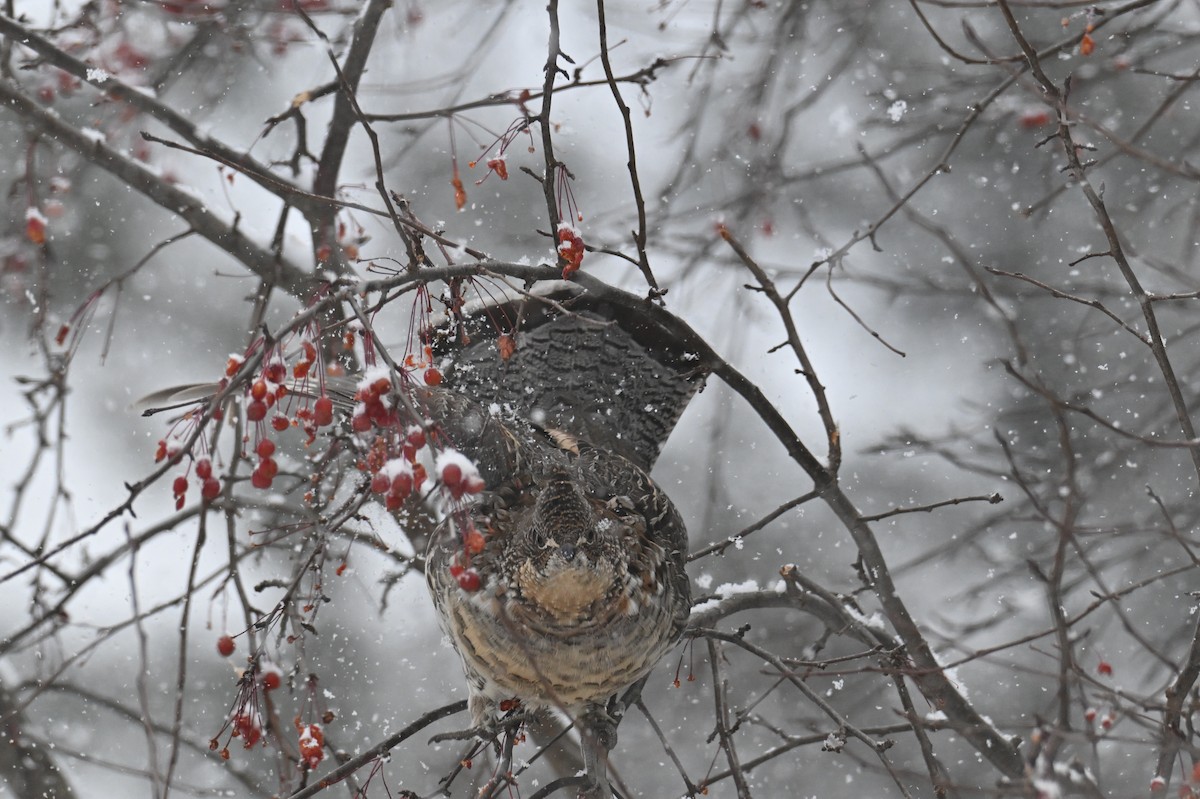 jeřábek kanadský - ML646122284