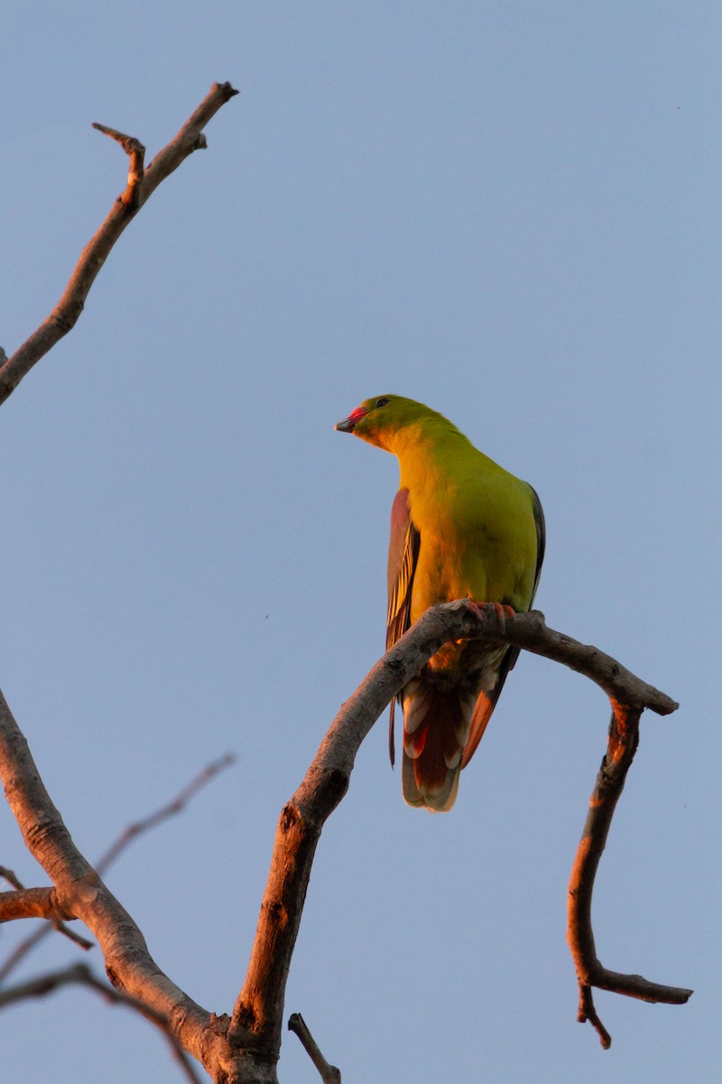 African Green-Pigeon - ML646122295