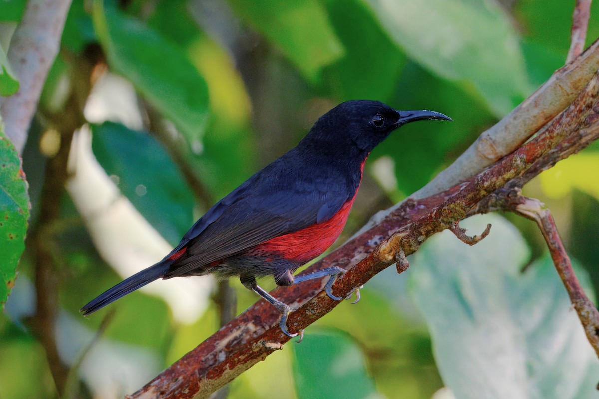 Red-bellied Myzomela - ML646122299