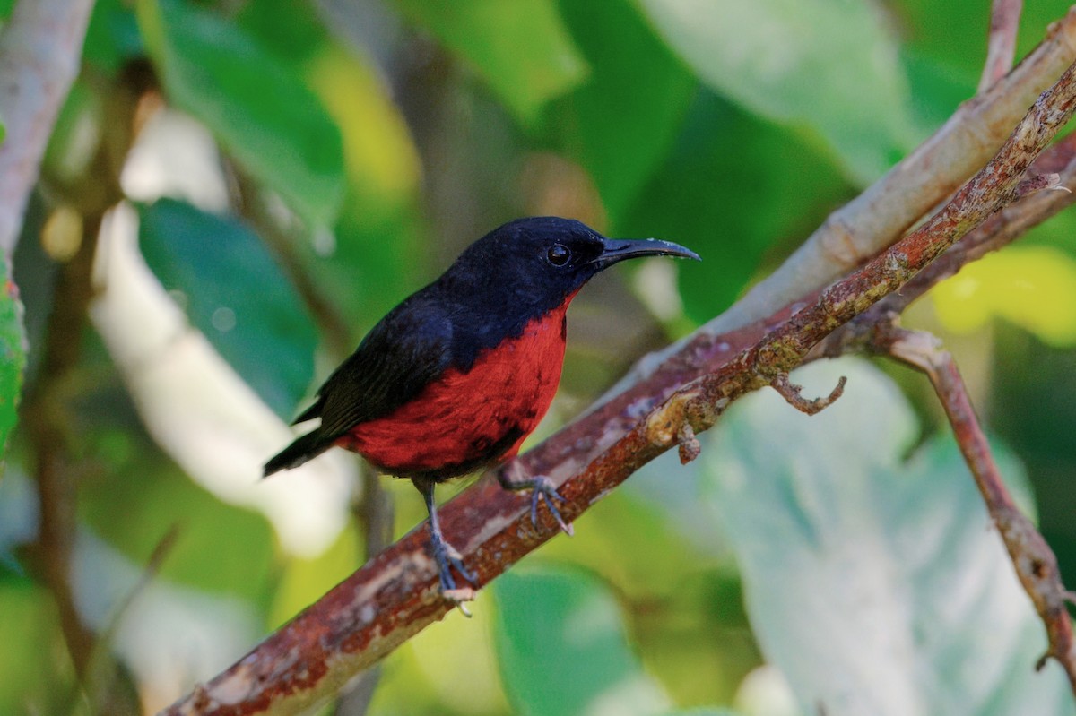 Red-bellied Myzomela - ML646122300